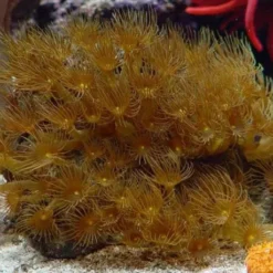 Parazoanthus gracilis (Yellow) | L