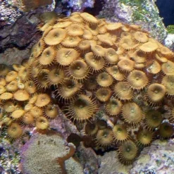 Protopalythoa spp. | XL
