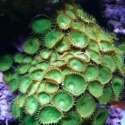 Protopalythoa spp. (Green) | L
