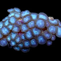 Zoanthus spp. (Blue) | L