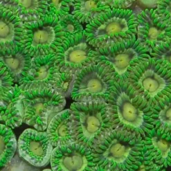 Zoanthus spp. (Green) | T