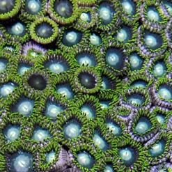 Zoanthus spp. (Green) | L
