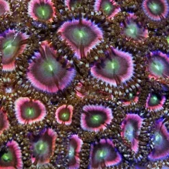 Zoanthus spp. (Pink) | T