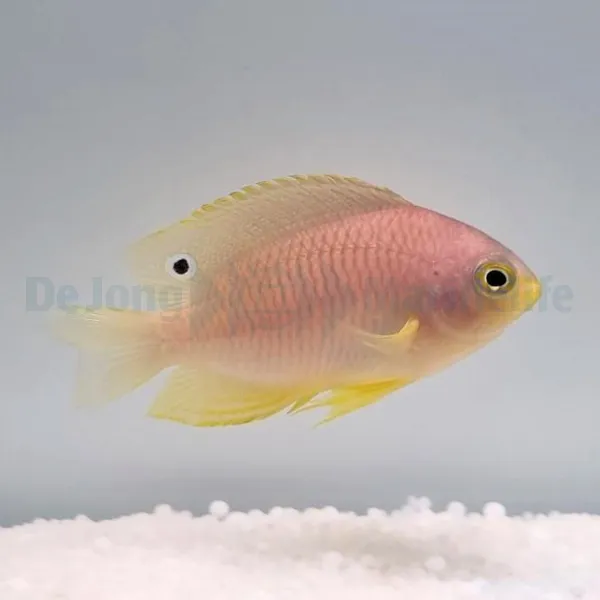 Pomacentrus amboinensis | All sizes