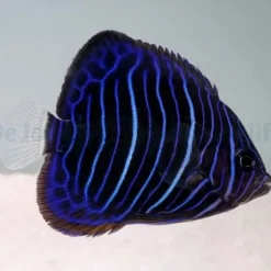 Pomacanthus annularis (Juvenile) | S