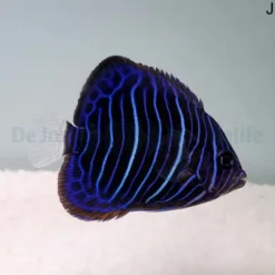 Pomacanthus annularis (Juvenile) | L