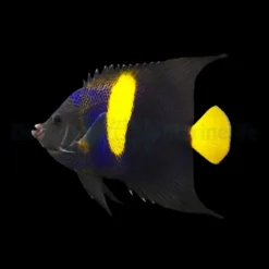 Pomacanthus asfur | L