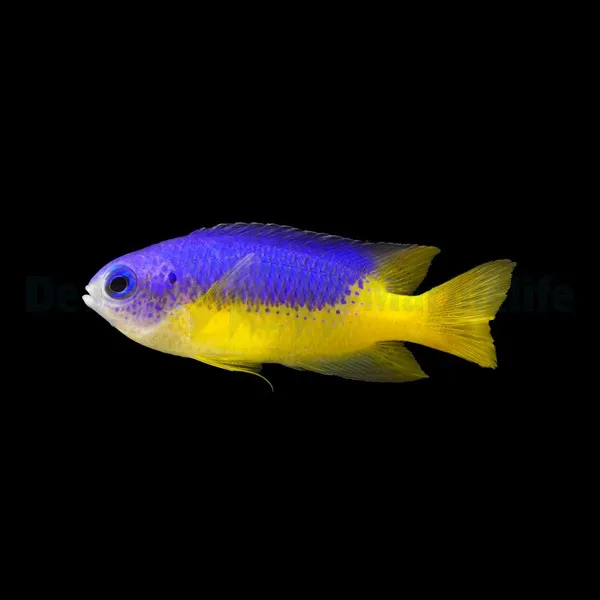 Pomacentrus auriventrus | All sizes