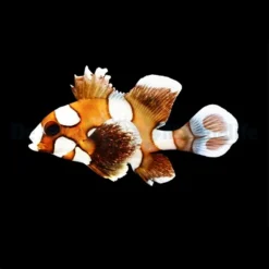 Plectorhinchus chaetodonoides | L