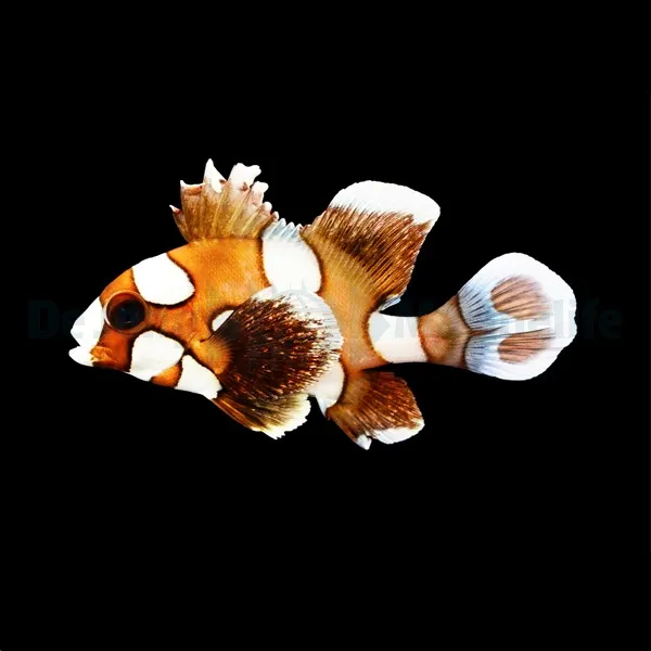 Plectorhinchus chaetodonoides | XL