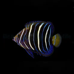 Pomacanthus chrysurus (Juvenile) | M