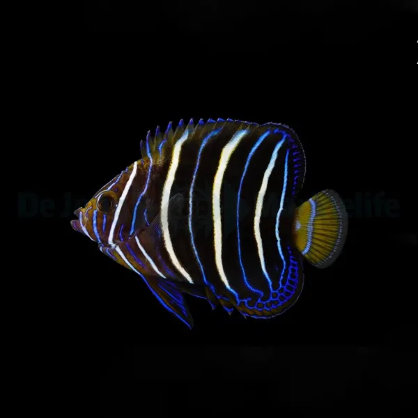 Pomacanthus chrysurus (Juvenile) | M