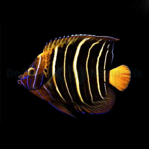 Pomacanthus chrysurus (Adult) | S