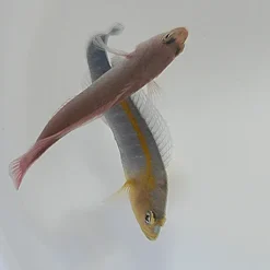 Pseudochromis cyanotaenia (pair) | All sizes