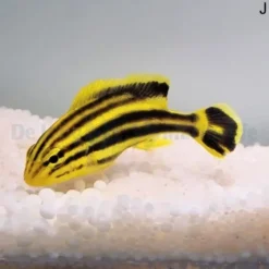 Plectorhinchus gaterinus | L