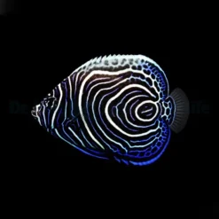 Pomacanthus imperator (Juvenile) | S