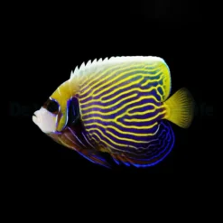 Pomacanthus imperator (Juvenile-Adult) | All sizes
