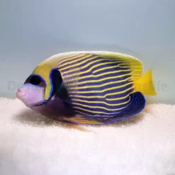 Pomacanthus imperator (Adult) | L