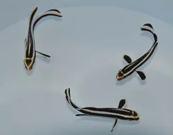 Plectorhinchus lessonii | S