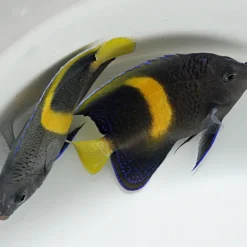 Pomacanthus maculosus | M