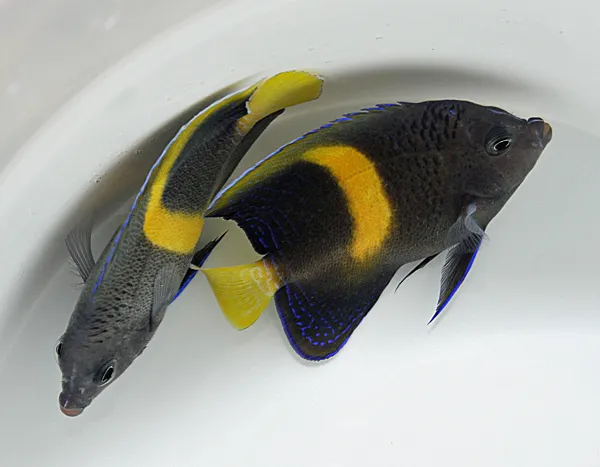 Pomacanthus maculosus | XXL