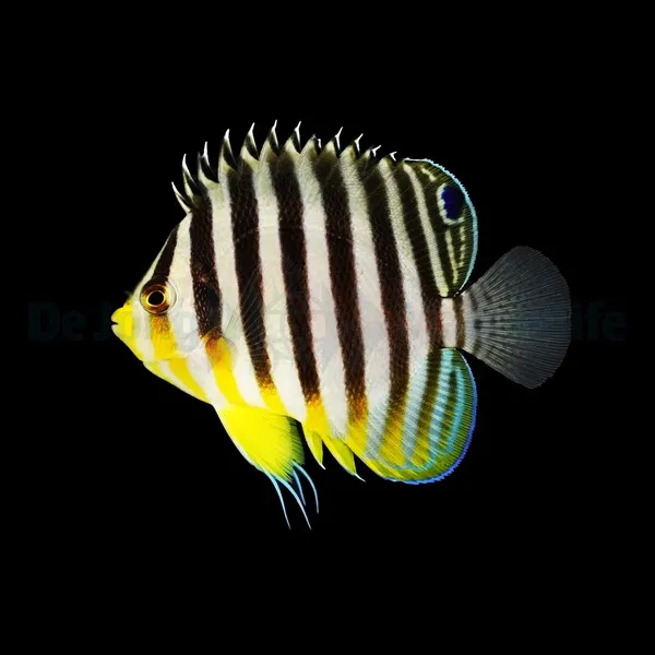 Paracentropyge multifasciata | L