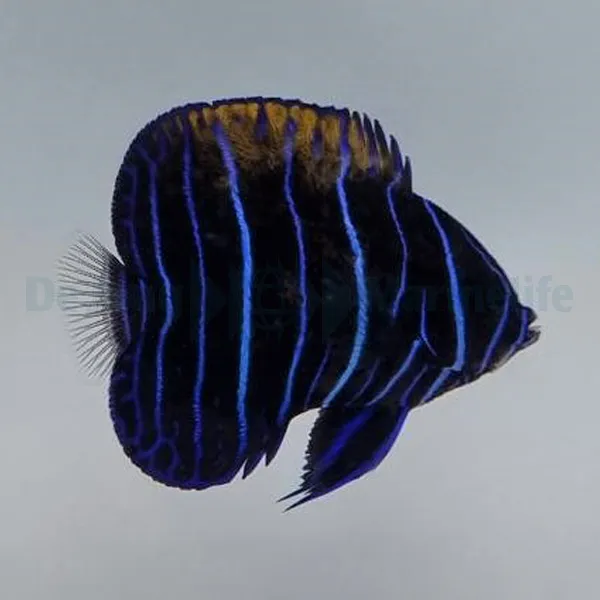 Pomacanthus navarchus (Juvenile) | S