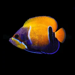 Pomacanthus navarchus (Adult) | M