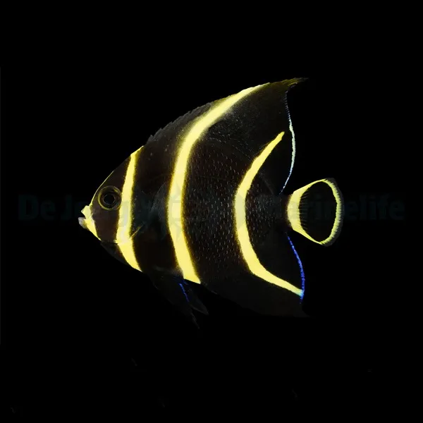 Pomacanthus paru | S