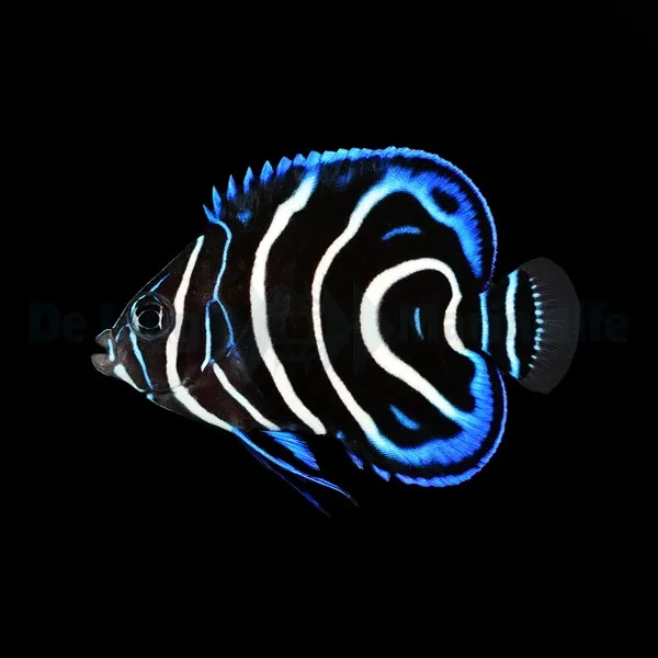 Pomacanthus semicirculatus | XL