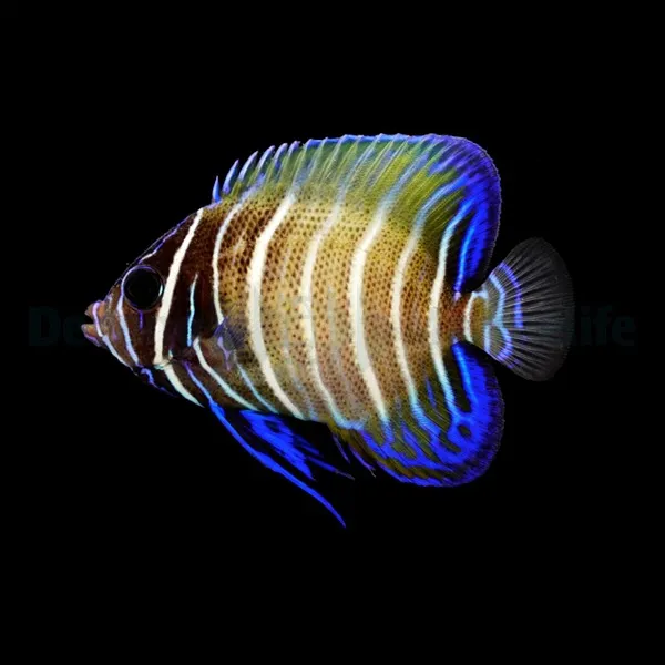 Pomacanthus sexstriatus | M