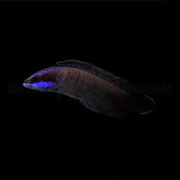 Pseudochromis springeri | S/M