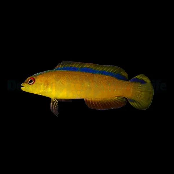 Pseudochromis tapeinosoma | All sizes