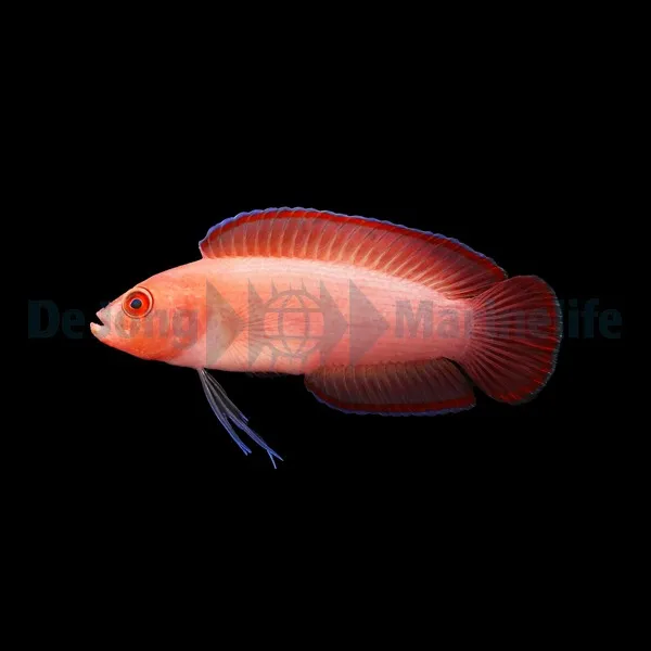 Pseudoplesiops typus | All sizes
