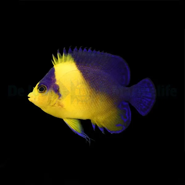 Paracentropyge venusta | S