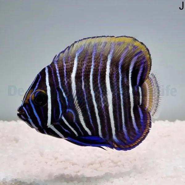 Pomacanthus xanthometopon (Juvenile) | S