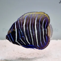 Pomacanthus xanthometopon (Juvenile) | M