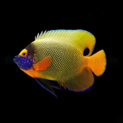 Pomacanthus Xanthometopon (Adult) | Size XL