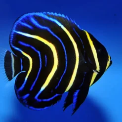 Pomacanthus zonipectus | M