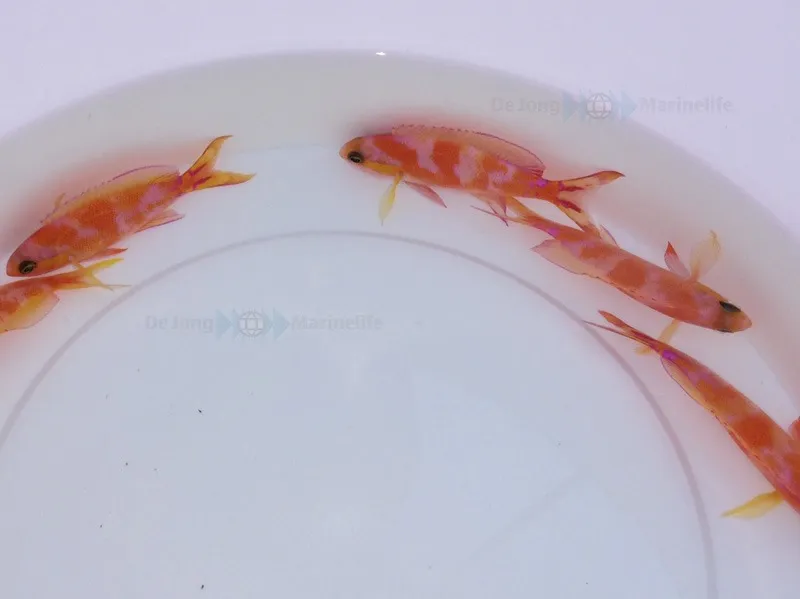 Pseudanthias calloura (pair) | All sizes