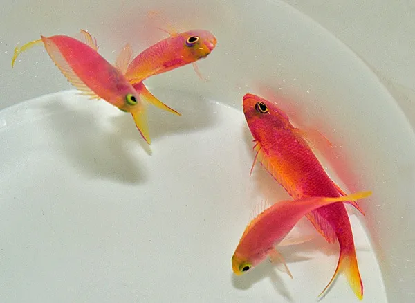Pseudanthias flavicauda (female) | All sizes