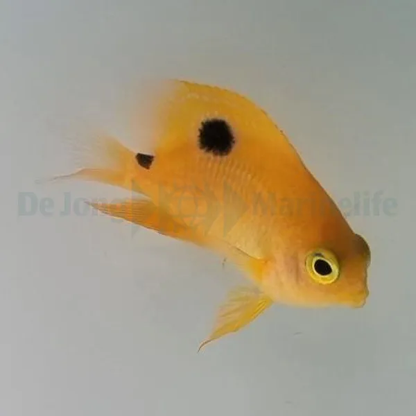Stegastes planifrons | All sizes