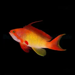 Pseudanthias squamipinnis (male) | All sizes