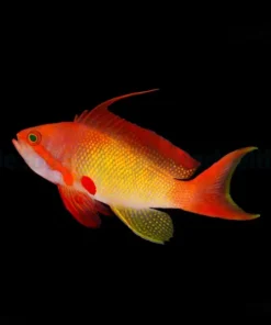 Pseudanthias squamipinnis (male) | All sizes