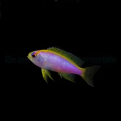 Pseudanthias ventralis (female) | All sizes