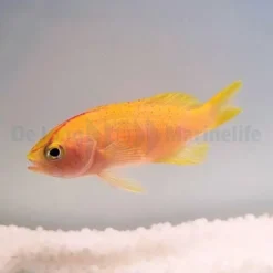 Pyronotanthias parvirostris (female) | All sizes