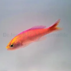 Pyronotanthias parvirostris (male) | All sizes