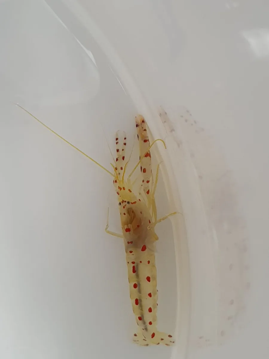 Alpheus rubromaculatus | All sizes
