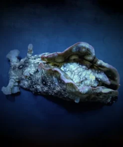 Aplysia argus | All sizes