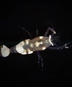 Ancylocaris brevicarpalis | All sizes